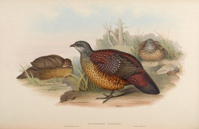 Galloperdix lunulata by John Gould